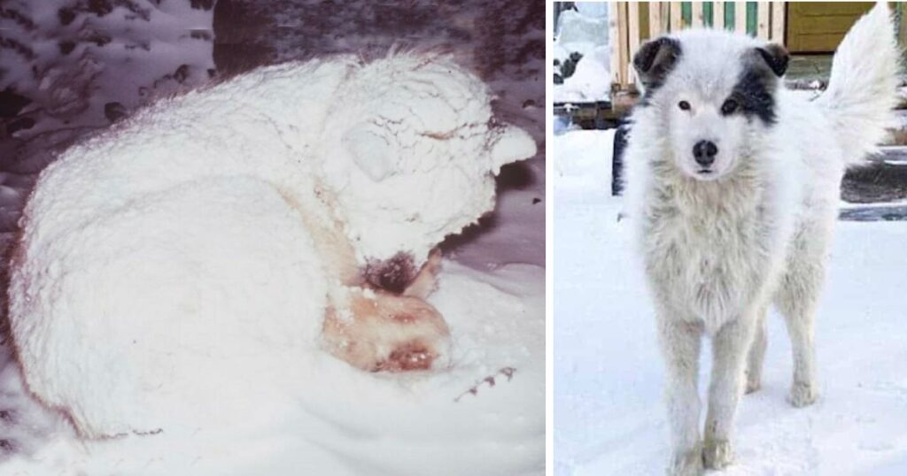 Neighbors Spot Dog Freezing In Snow, Rush To Help Then Finds Him Protecting Little Boy