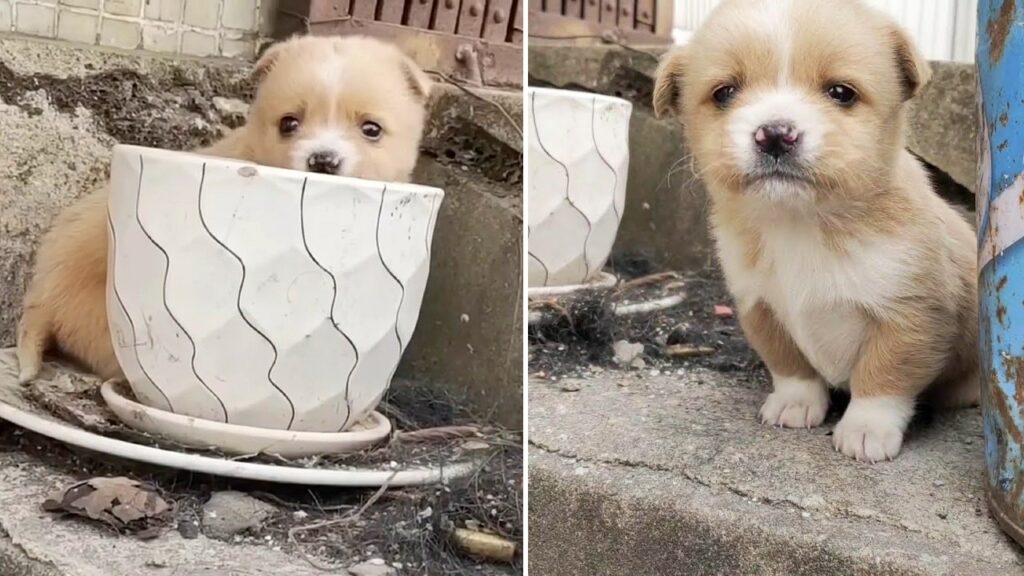 The poor puppy was abandoned, kept barking, looked helpless, it cried, it takes the pot as its home