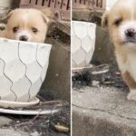 The poor puppy was abandoned, kept barking, looked helpless, it cried, it takes the pot as its home