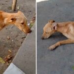 Heartbreaking Rescue: Dog Cries Tears of Joy After Enduring Starvation and Neglect.