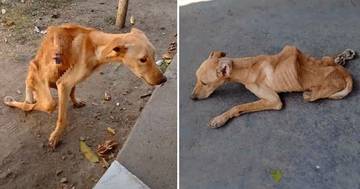 Heartbreaking Rescue: Dog Cries Tears of Joy After Enduring Starvation and Neglect.