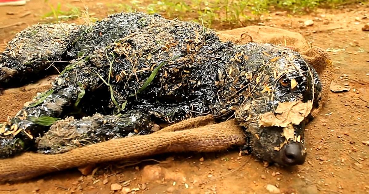 The dog found in the hot Tar could not move or ask for help