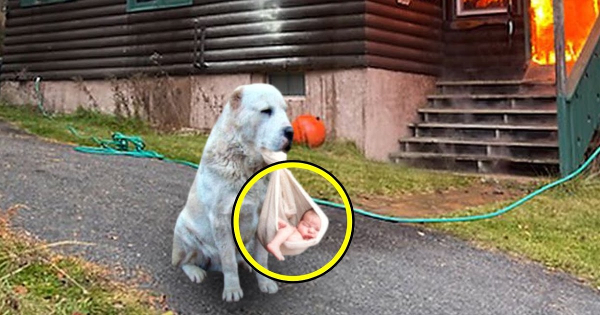 Dog Carrying Baby Out Of Burning House And Calling For Help Surprised Many People With Brave Dog