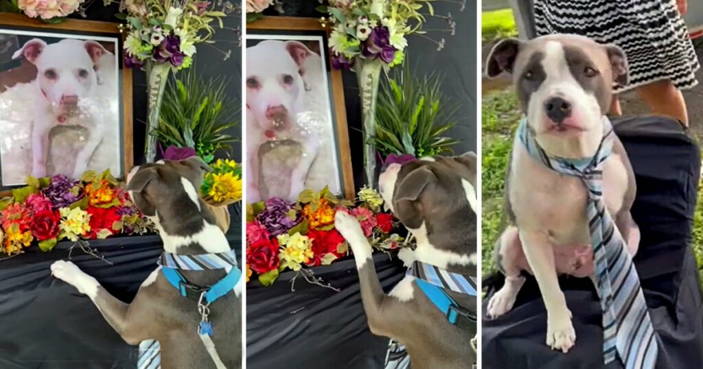 Touching Tribute: A Dog’s Grief during the Memorial Service for His Best Friend, Crying Constantly for Hours