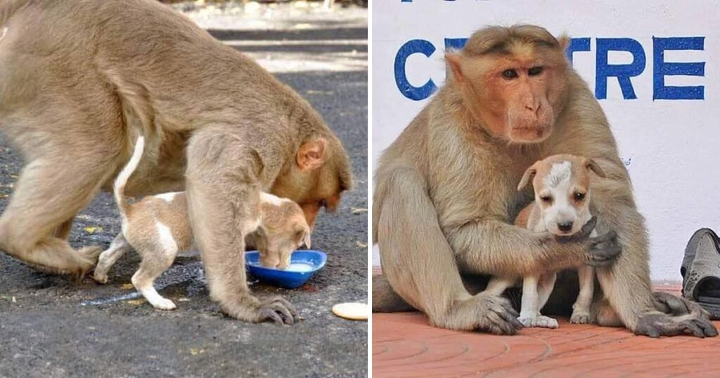 Monkey Adopts A Puppy, Defends It From Stray Dogs, And Lets It Eat First