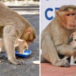 Monkey Adopts A Puppy, Defends It From Stray Dogs, And Lets It Eat First