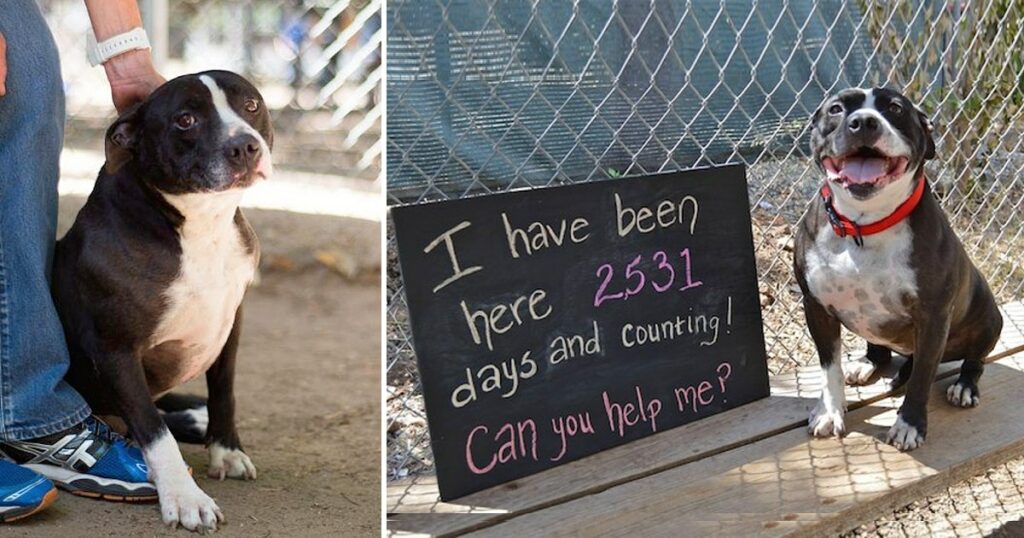 Lonely Dog Sits At A Shelter For 2.531 Days Waiting For One Human To Love Her