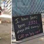 Lonely Dog Sits At A Shelter For 2.531 Days Waiting For One Human To Love Her