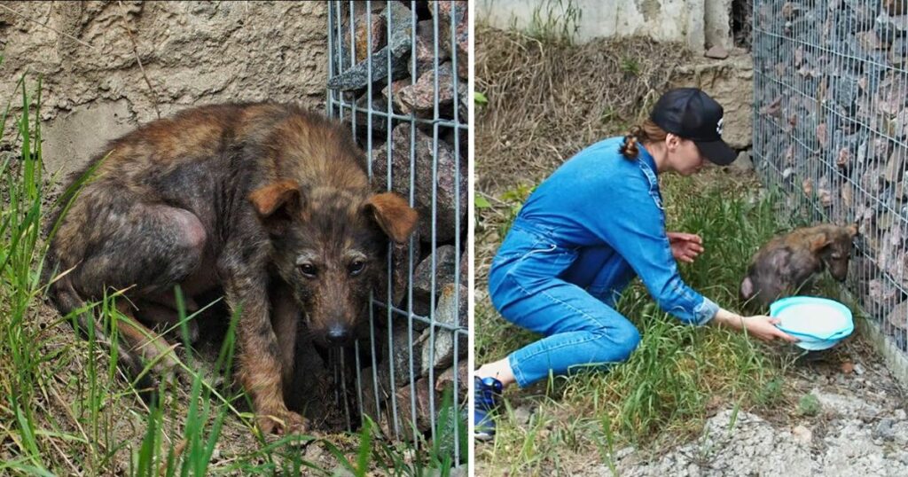 A sick and helpless dog crouched in a corner, its eyes pleading for someone to come to its aid.