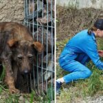 A sick and helpless dog crouched in a corner, its eyes pleading for someone to come to its aid.