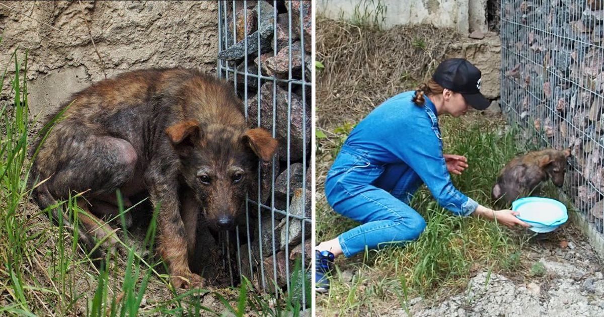 A sick and helpless dog crouched in a corner, its eyes pleading for someone to come to its aid.