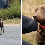 A friendly Stray Dog Waits In The Same Place Every Day For Someone To Help