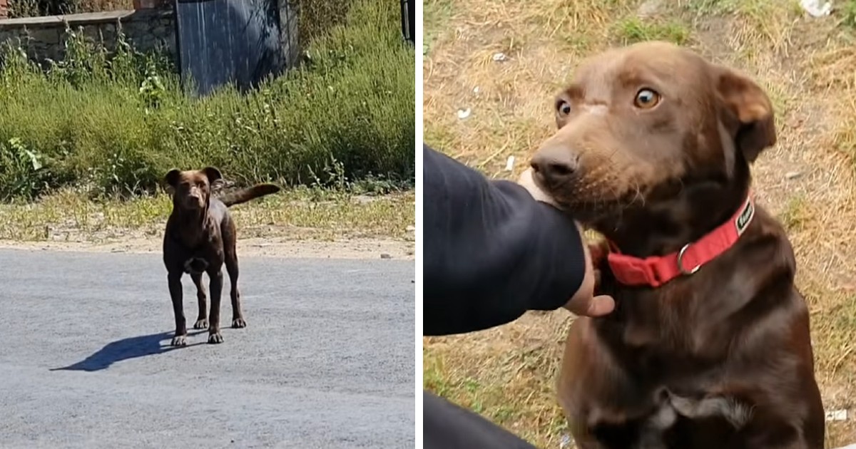 A friendly Stray Dog Waits In The Same Place Every Day For Someone To Help