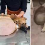 The Painful Dog Was Abandoned by the Owner Because of a Huge Tumor That Was Not Treated