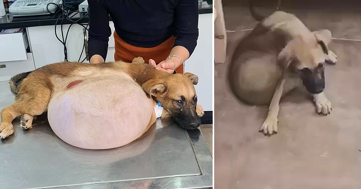 The Painful Dog Was Abandoned by the Owner Because of a Huge Tumor That Was Not Treated