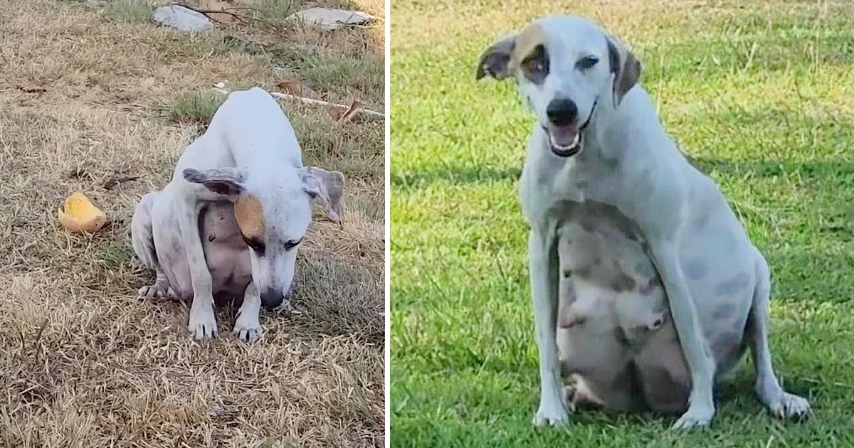 Abandoned Just Few Days Before Giving Birth Got Shooed Away By People She Ran With A Heavy Belly