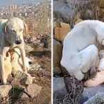 A Mother’s Unwavering Love: Abandoned Dog Starved For Weeks To Feed Puppies With Her Milk