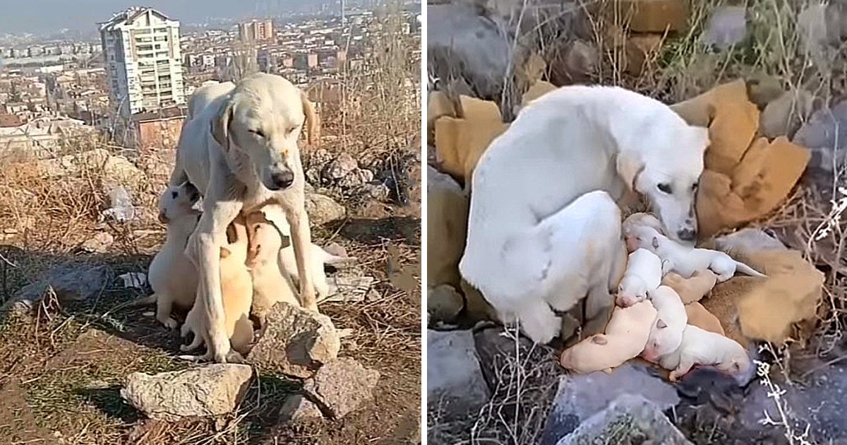 A Mother’s Unwavering Love: Abandoned Dog Starved For Weeks To Feed Puppies With Her Milk