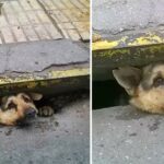 The man on the street threw everything away to free the dog that was stuck in the sewer for days in the middle of the rain, making everyone admire