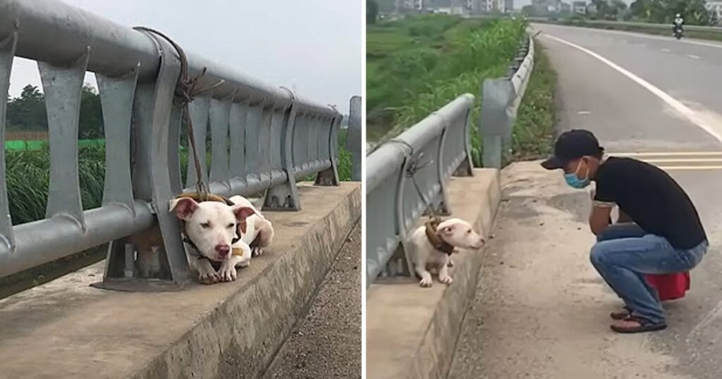 Abandoned dog left tied to bridge railing on busy road learns people can love