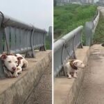 Abandoned dog left tied to bridge railing on busy road learns people can love