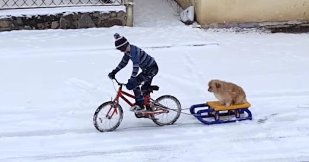 Boy Takes His Dog Out For A Sled Ride In The Snow