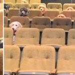 Crew Of Service Dogs Had To Attend A Live Musical As Part Of Their Training, And The Photo Goes Viral