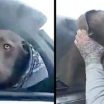 Crying dog trapped in a burning car is safe and sound thanks to a police officer