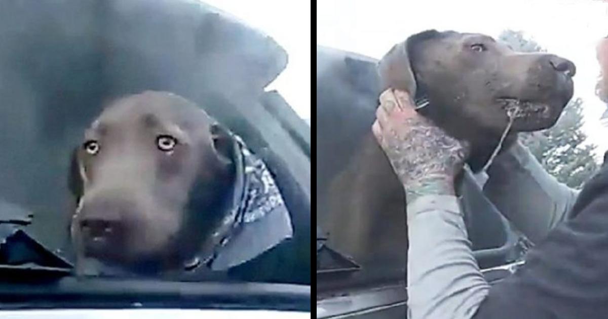 Crying dog trapped in a burning car is safe and sound thanks to a police officer