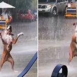 The viral video of the dog dancing in the rain made viewers extremely excited