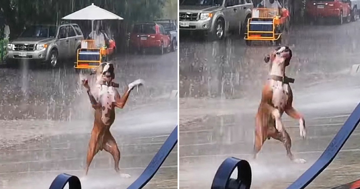 The viral video of the dog dancing in the rain made viewers extremely excited