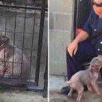 Heartwarming Reunion: Sad shelter puppy becomes ecstatic when the firefighter who saved her shows up to adopt her