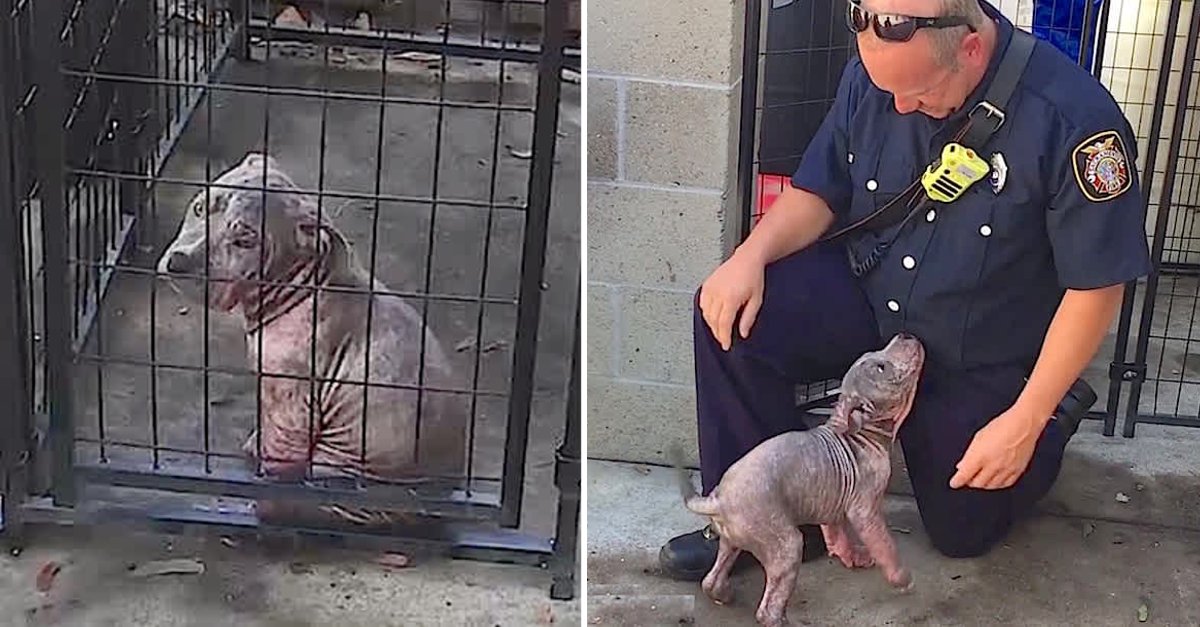 Heartwarming Reunion: Sad shelter puppy becomes ecstatic when the firefighter who saved her shows up to adopt her