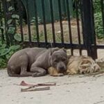 Thrown away like trash: Bonded and loyal dogs snuggled together in the cold waiting for their family to return