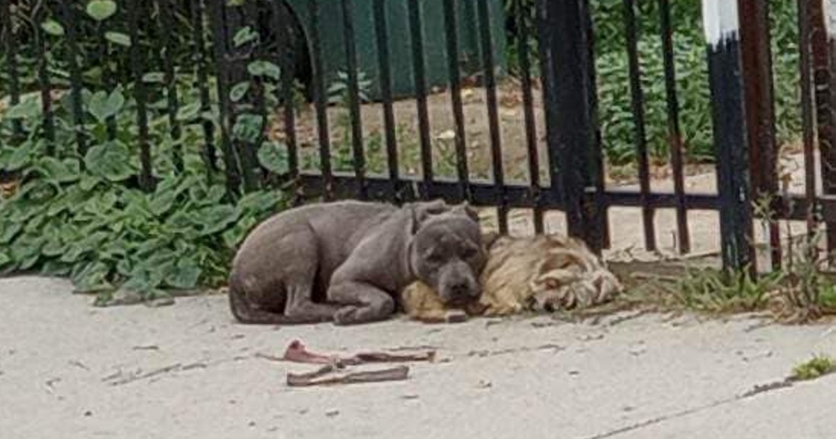 Thrown away like trash: Bonded and loyal dogs snuggled together in the cold waiting for their family to return