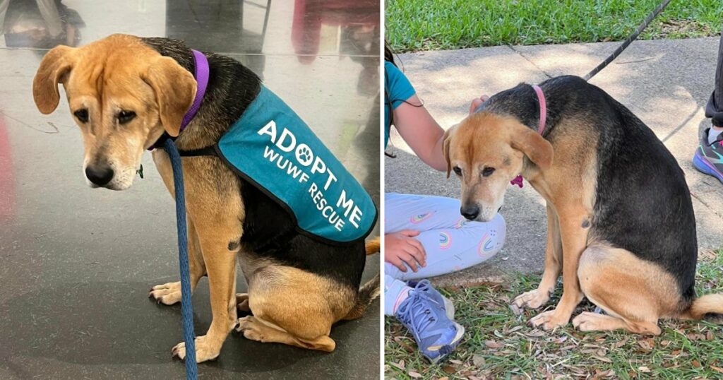 Heartbreaking adoption event as dog watched for hours as puppies left with families and no one showed any interest in her