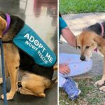 Heartbreaking adoption event as dog watched for hours as puppies left with families and no one showed any interest in her