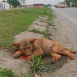 Poor Puppy Was Living His Last Moments On The Roadside But No One Came To Help Him