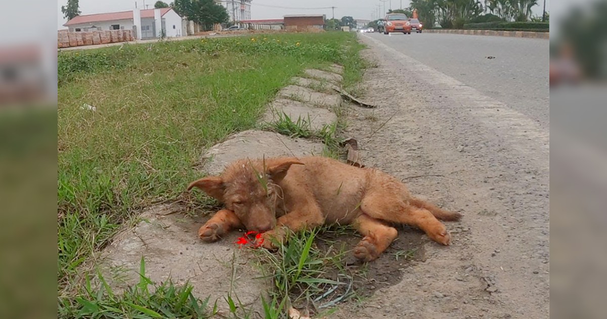 Poor Puppy Was Living His Last Moments On The Roadside But No One Came To Help Him