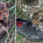The unfortunate dog, abandoned in a shoe, found a loving home and lived a life beyond his wildest dreams.