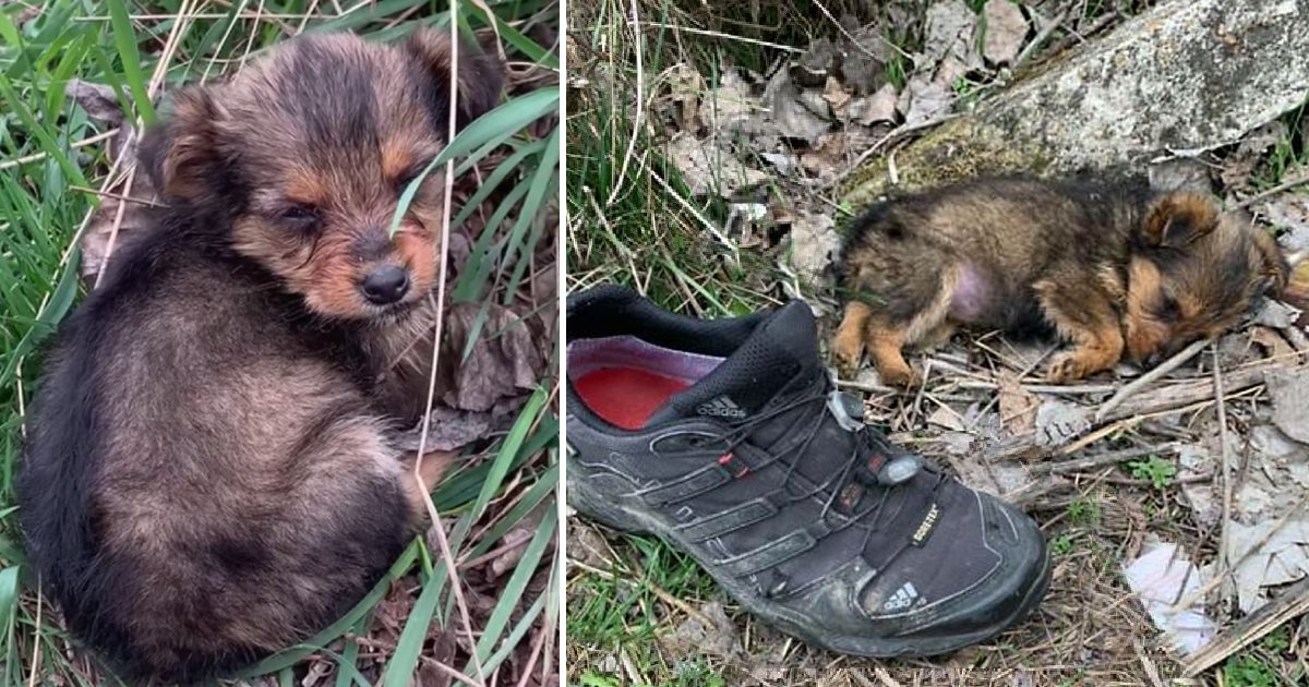 The unfortunate dog, abandoned in a shoe, found a loving home and lived a life beyond his wildest dreams.