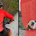 Cyclist Adopts Puppy Found On Road And Carries Him Home In His Pocket