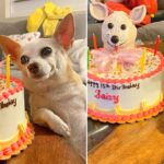 Mom Helps 15-Year-Old Dog Celebrate Her Birthday In Style