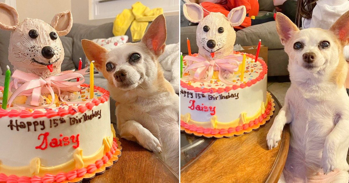 Mom Helps 15-Year-Old Dog Celebrate Her Birthday In Style