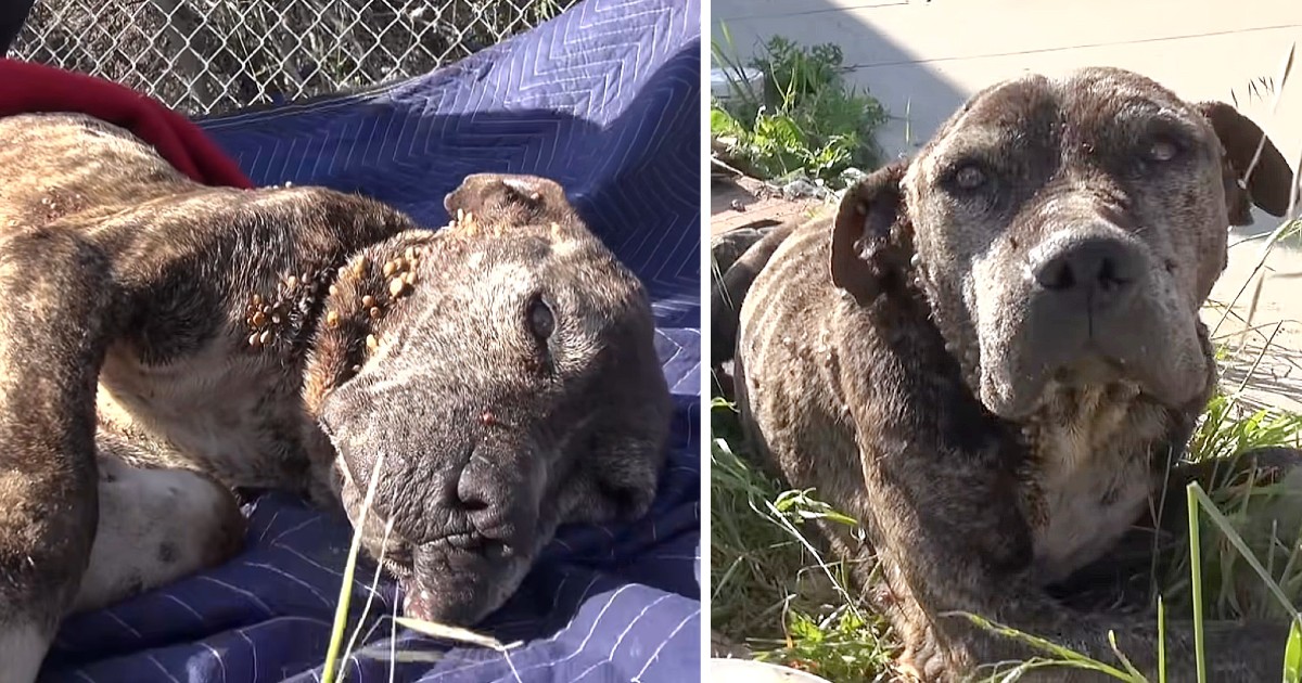 Rescuers Move Heaven And Earth To Save Sick Dog Left On A Bridge To Die.