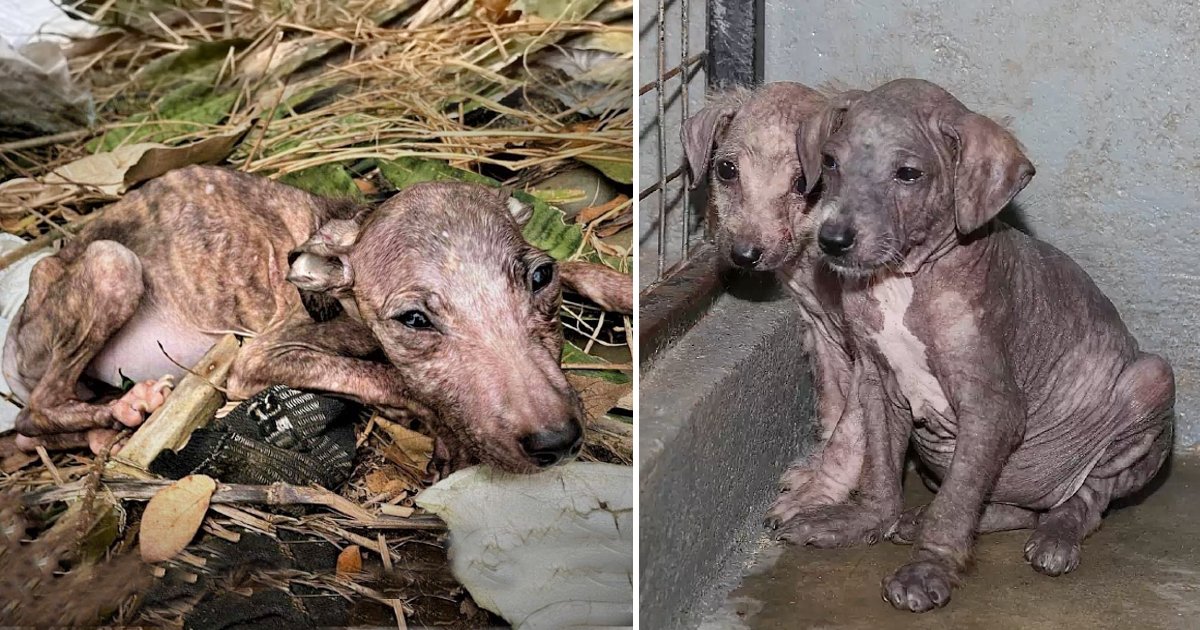 The puppy and its mother are filled with despair after being heartlessly thrown near a landfill, left to endure a world of agony and suffering.
