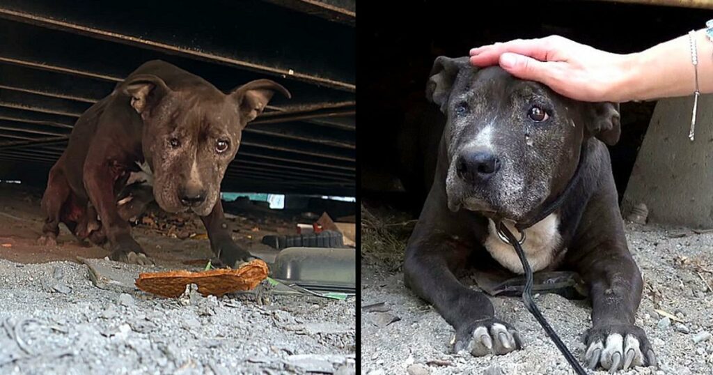 Deserted Dog Rotting Away For 9 Years Sees A Glimmer Of Hope In Her Final Days