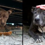 Deserted Dog Rotting Away For 9 Years Sees A Glimmer Of Hope In Her Final Days