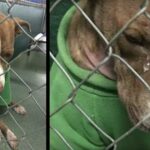 Desolate puppy forever wore a Christmas sweater begging for a home, but time was running out