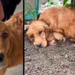 Desperate Pregnant Dog Mom Hides in Dilapidated Shed, Didn’t Think She Can Survive